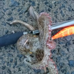 仕事終わりにタコング!!