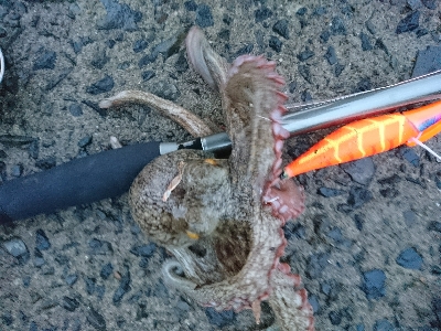 仕事終わりにタコング！！