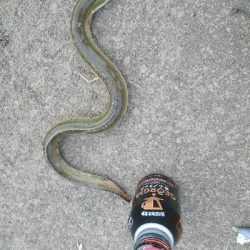 土用丑の日を前に鰻を釣った！！