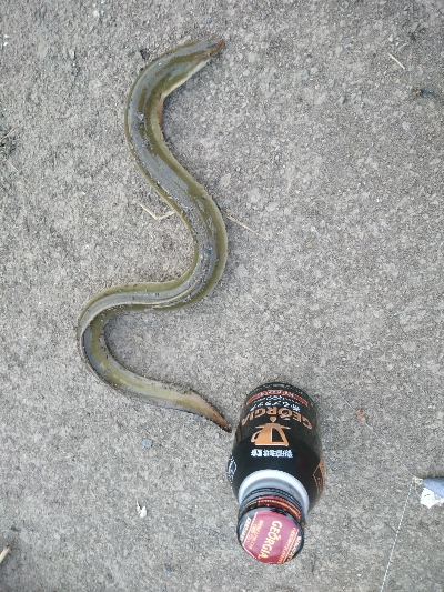 土用丑の日を前に鰻を釣った！！