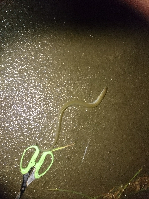 ペットボトル仕掛けで鰻釣り