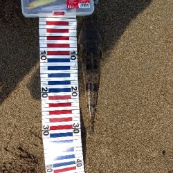 シーバスのボウズ逃れに