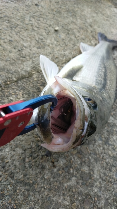 vj丸呑みシーバス70up!!