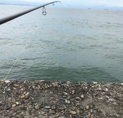 ツバス、サバ･・