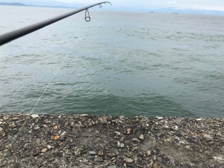 ツバス、サバ･・