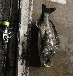 ヌーチー様、キビレーヌ様