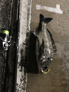 ヌーチー様、キビレーヌ様