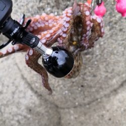 大荒れ後のオクトパッシング