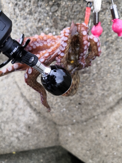 大荒れ後のオクトパッシング