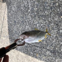 寄り道ライトショア