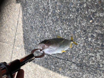 寄り道ライトショア