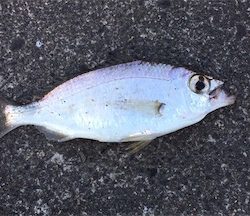 謎な魚が釣れた！