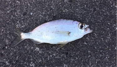 謎な魚が釣れた！