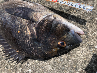 1本満足〜1本満足〜ッ♫！