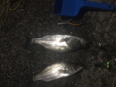 泳がせで雨の後のシーバス！