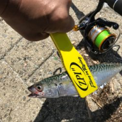 今週のサバエさんは…