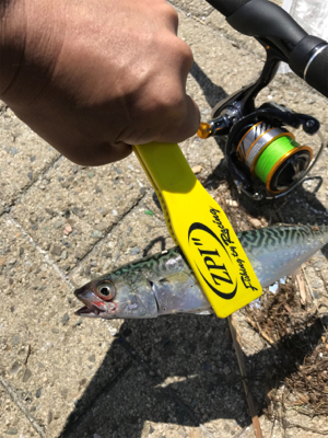 今週のサバエさんは…