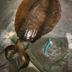 ヤエンリベンジ釣行