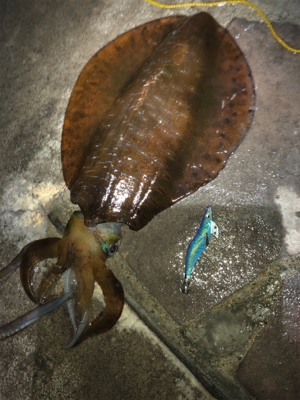 ヤエンリベンジ釣行