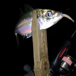 アジング練習 161