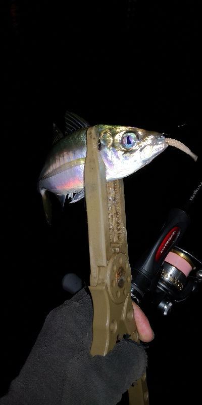 アジング練習 161