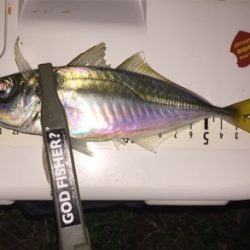 体高もあり、良く引く〜！