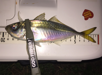 体高もあり、良く引く〜！