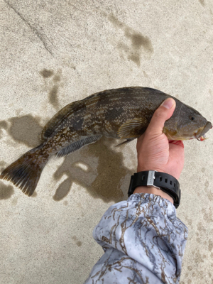 イワシパターン