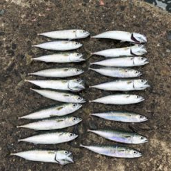 雨が降るまで…