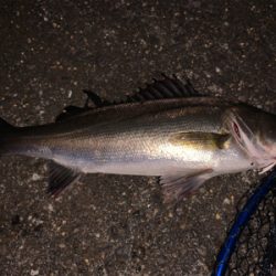 チーバスの活性が高い