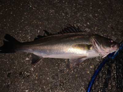 チーバスの活性が高い