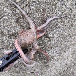 梅雨の合間にオクトパッシング