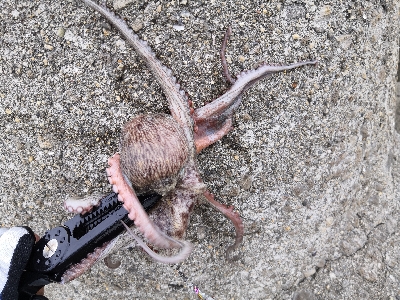 梅雨の合間にオクトパッシング