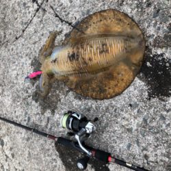 仕事帰りでのエギング!