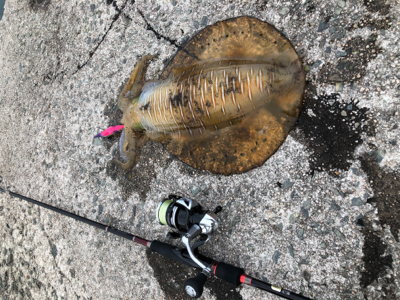 仕事帰りでのエギング!