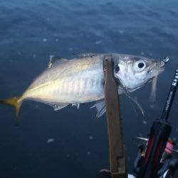 アジング練習 162