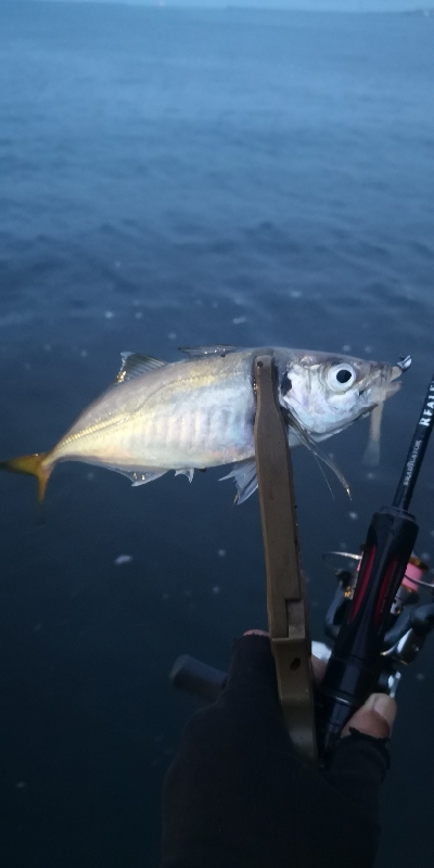 アジング練習 162