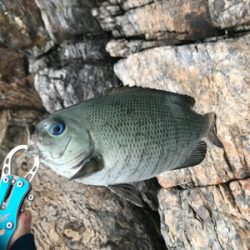 ツユグレリベンジ