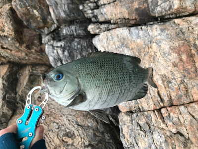 ツユグレリベンジ