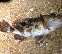 ロックパーティー