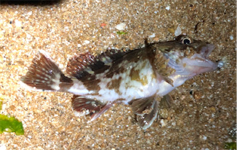 ロックパーティー