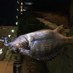 多々良川河口でチニング