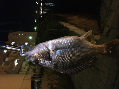 多々良川河口でチニング