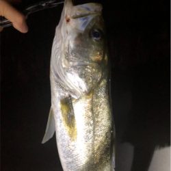 ナイトシーバス!