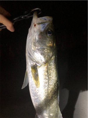 ナイトシーバス!