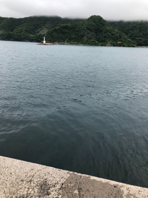 昼過ぎ2時からのエギング!