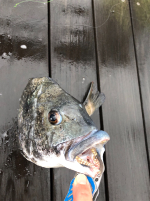 エビ撒き　活性が高い