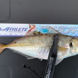 アジングアジング楽しいな