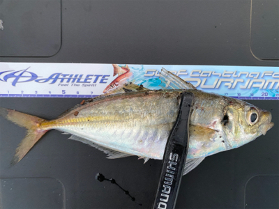 アジングアジング楽しいな