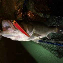 デカイのは何処へ…